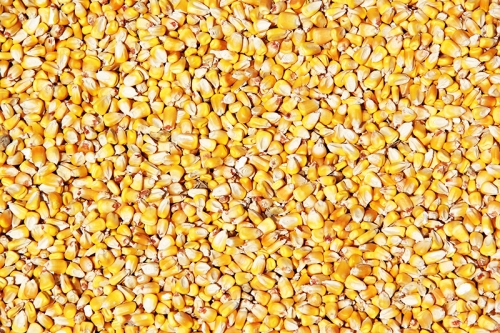 California Junction corn
